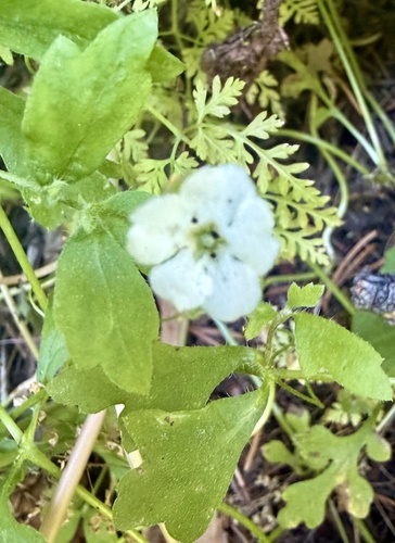 Nemophila heterophylla