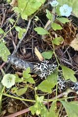 Nemophila heterophylla, photograph author not stated, no rights reserved