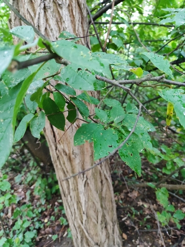 bird cherry