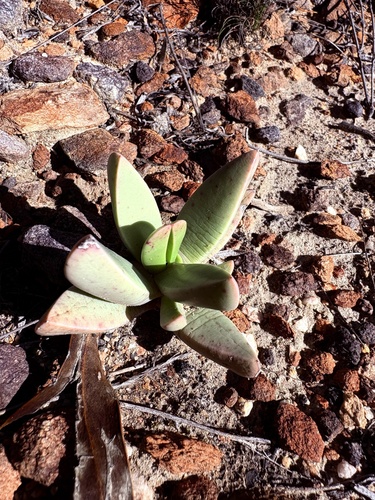 Machairophyllum albidum, photograph 6