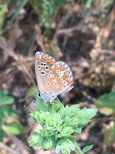 Southern Brown Argus
