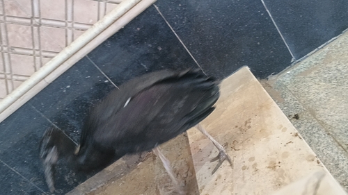 Abdim's Stork