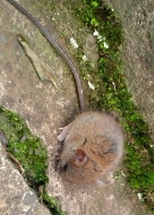 Hylomyscus denniae