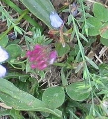 Trifolium incarnatum