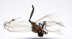 Somatochlora ozarkensis