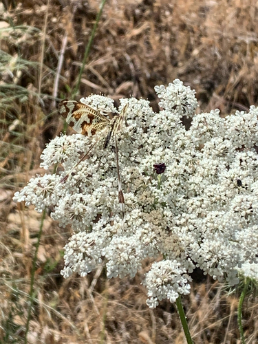 Two-winged Spoonwing