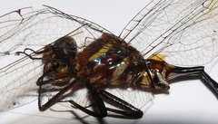 Somatochlora ozarkensis