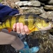 Yellow Perch - Photo (c) mayessj, some rights reserved (CC BY-NC), uploaded by mayessj