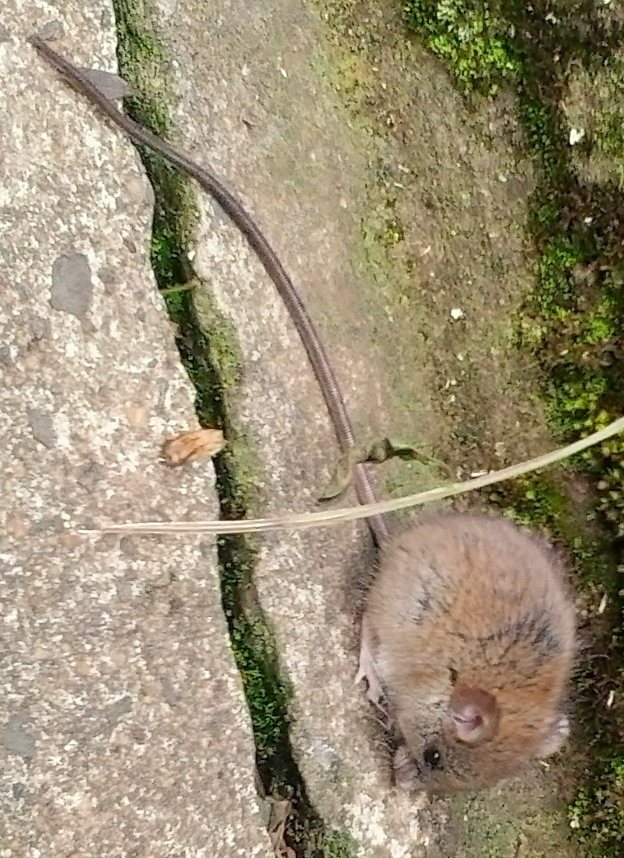 Montane Hylomyscus