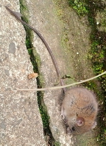 Montane Wood Mouse (Hylomyscus denniae) — Least Concern Mammalia