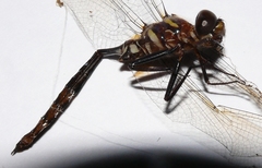 Somatochlora ozarkensis