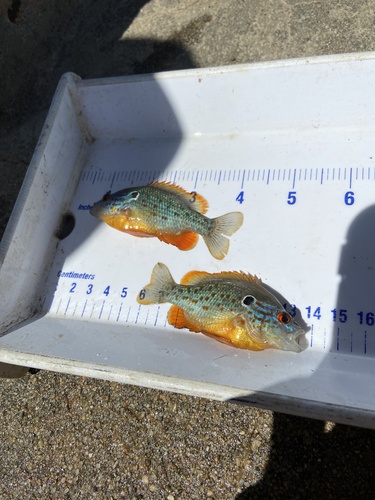 Orangespotted Sunfish