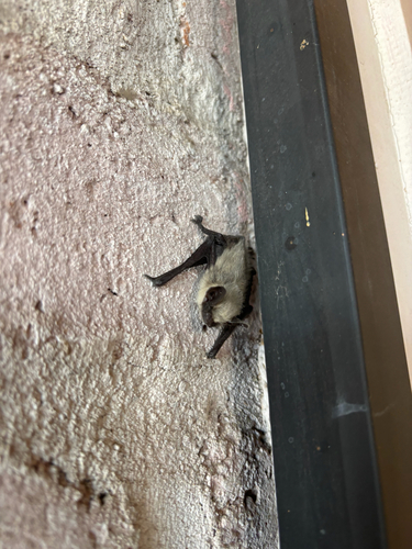Canyon Bat