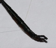 Somatochlora ozarkensis