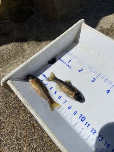 Fathead Minnow