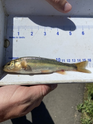 Creek Chub