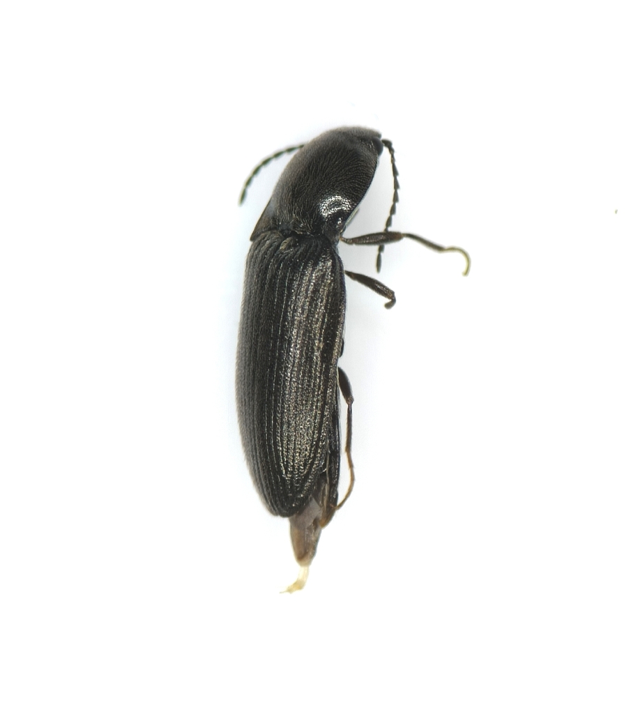 Orithales serraticornis