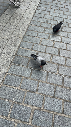 Feral Pigeon