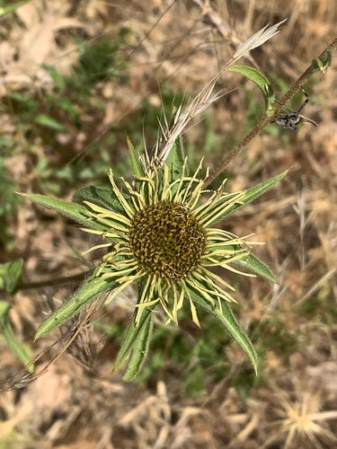 Spiny Starwort