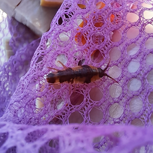 Baltic Isopod