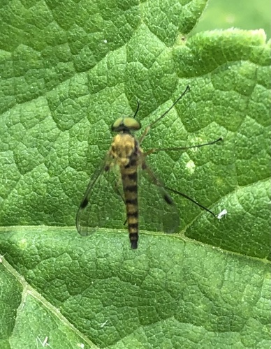 Little Snipefly