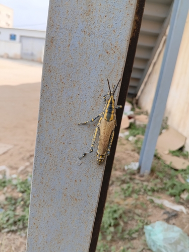 Painted Grasshopper