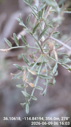 Psorothamnus fremontii, 2026-06-09