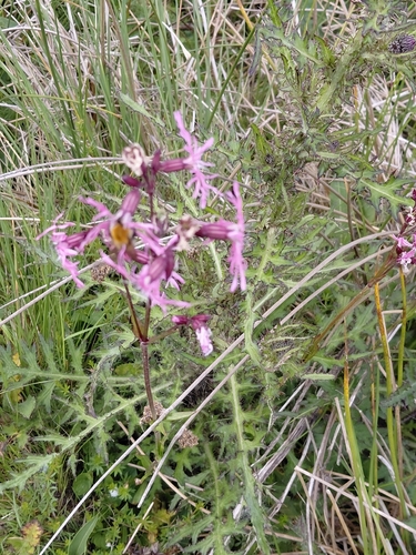 ragged-robin