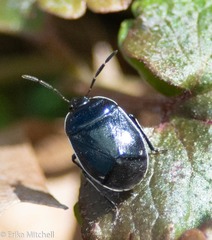 Sehirus cinctus albonotatus