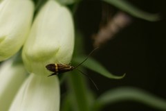 Nemophora degeerella