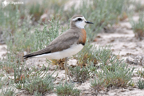 iNaturalist image