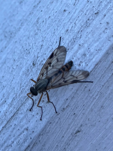 Downlooker Snipefly