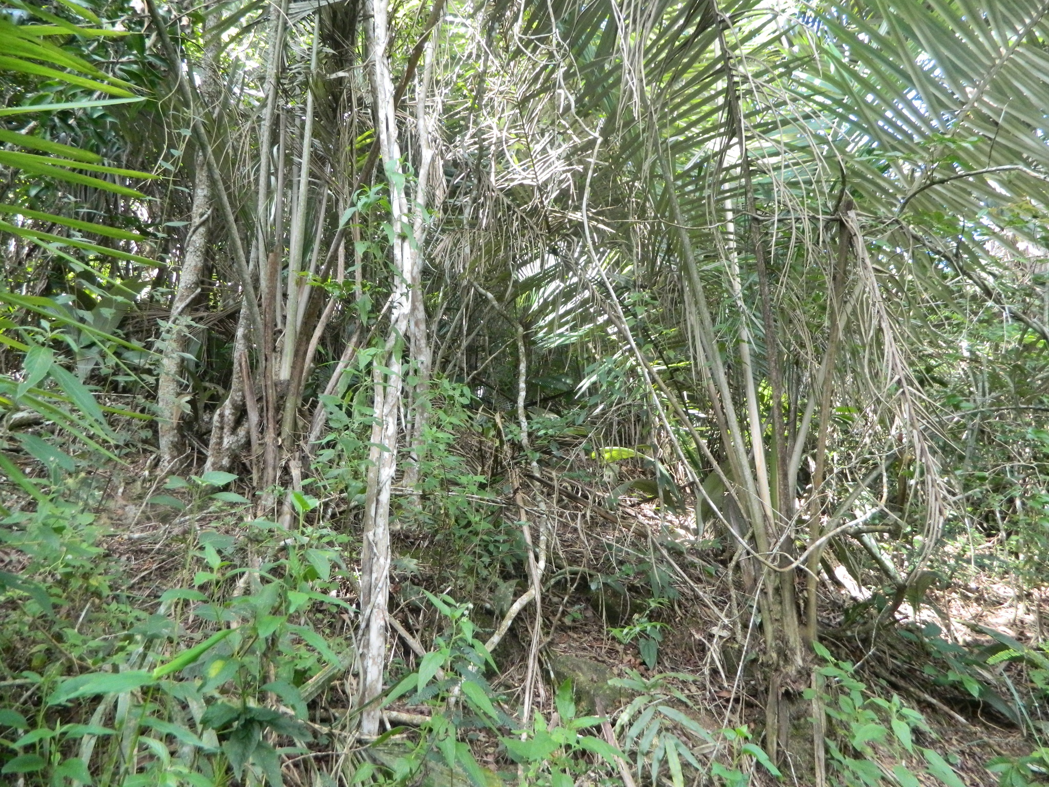 Allagoptera caudescens