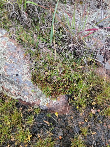 Peruvian Spikemoss