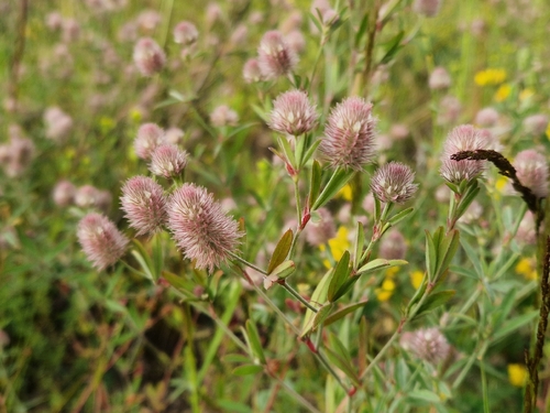 rabbitfoot clover