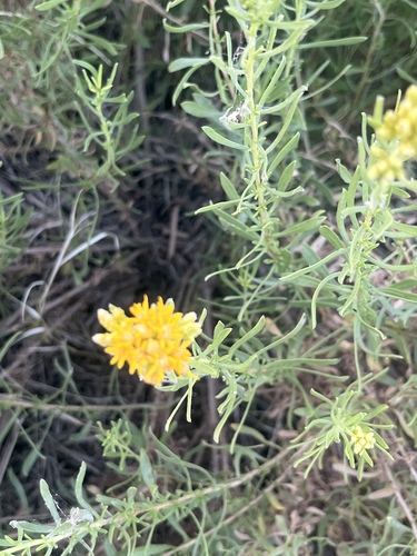 Southern Goldenbush
