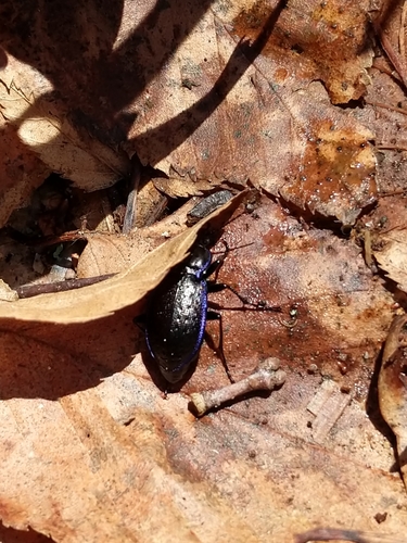 Serrate-shoulder Worm and Slug Hunter photo 4
