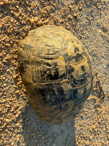 Greek Tortoise