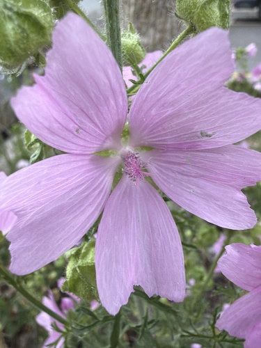 musk mallow