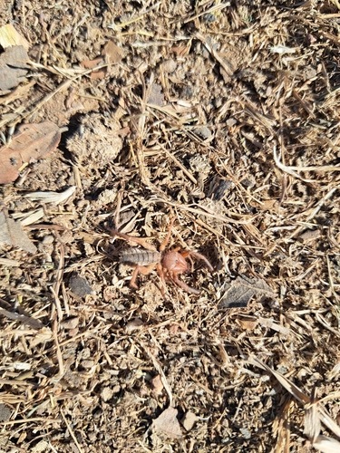 Iberian Solifugid