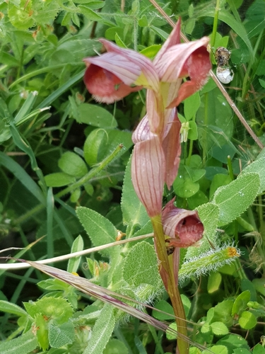 Serapias orientalis, photograph 2
