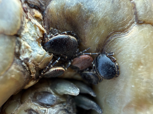 Tortoise tick