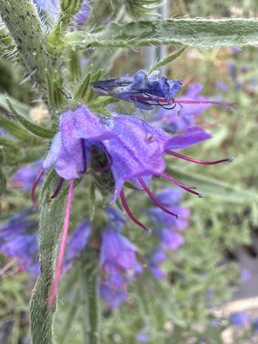viper's-bugloss