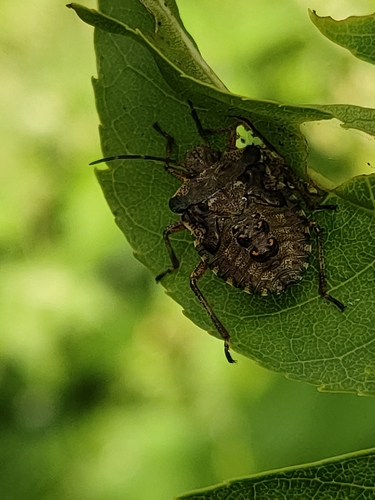 Forest Bug