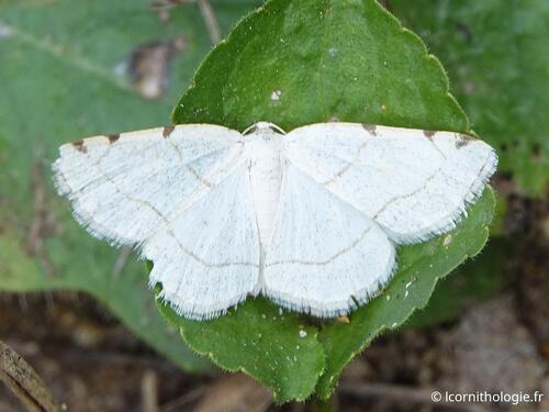 Dorset Cream Wave