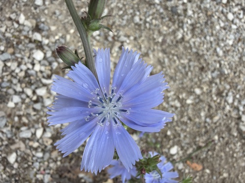 chicory