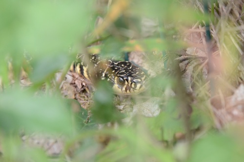 Green Whip Snake