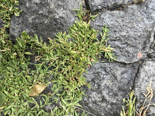 Prostrate Knotweed