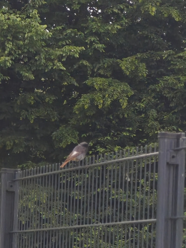 Black Redstart