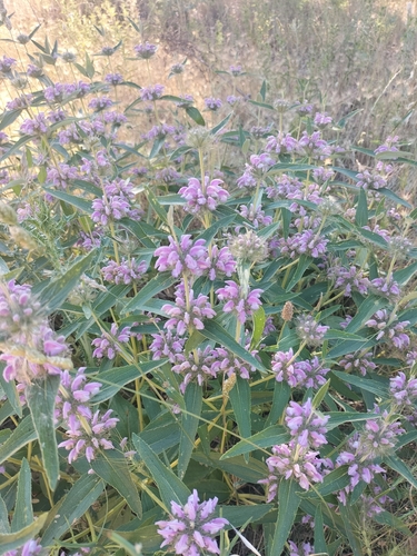 rough-leaved phlomis